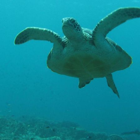 Gili Pirates Dive & Bnb Quần đảo Gili Ngoại thất bức ảnh