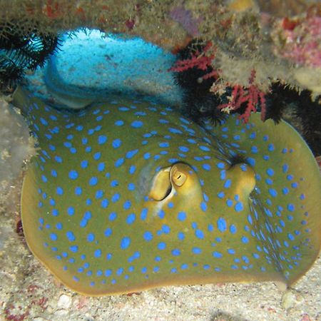 Gili Pirates Dive & Bnb Quần đảo Gili Ngoại thất bức ảnh