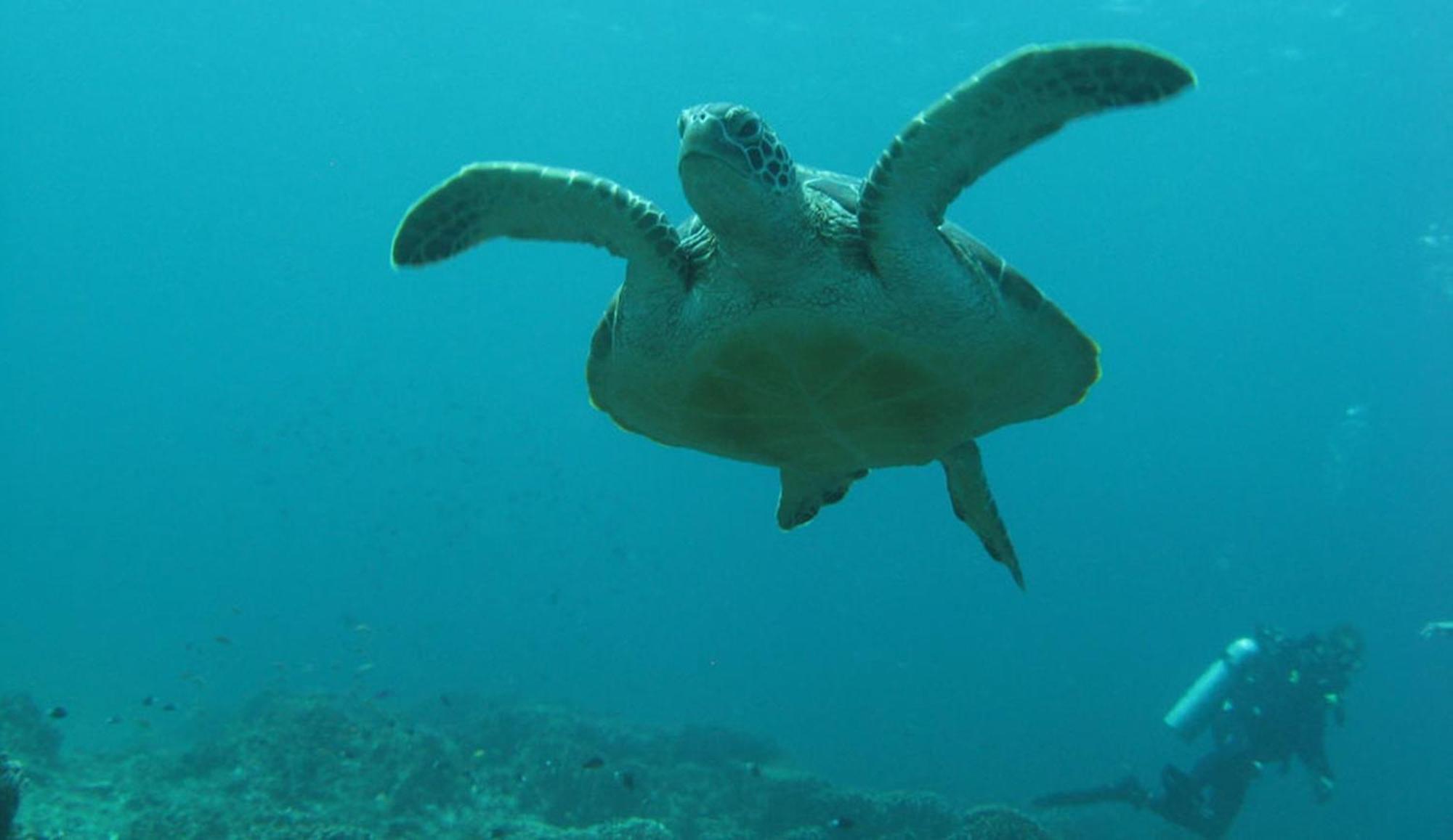 Gili Pirates Dive & Bnb Quần đảo Gili Ngoại thất bức ảnh