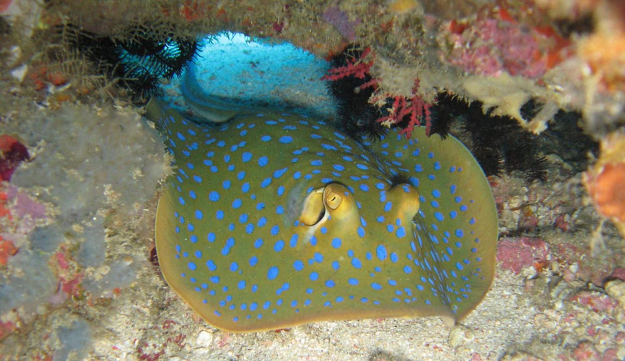 Gili Pirates Dive & Bnb Quần đảo Gili Ngoại thất bức ảnh