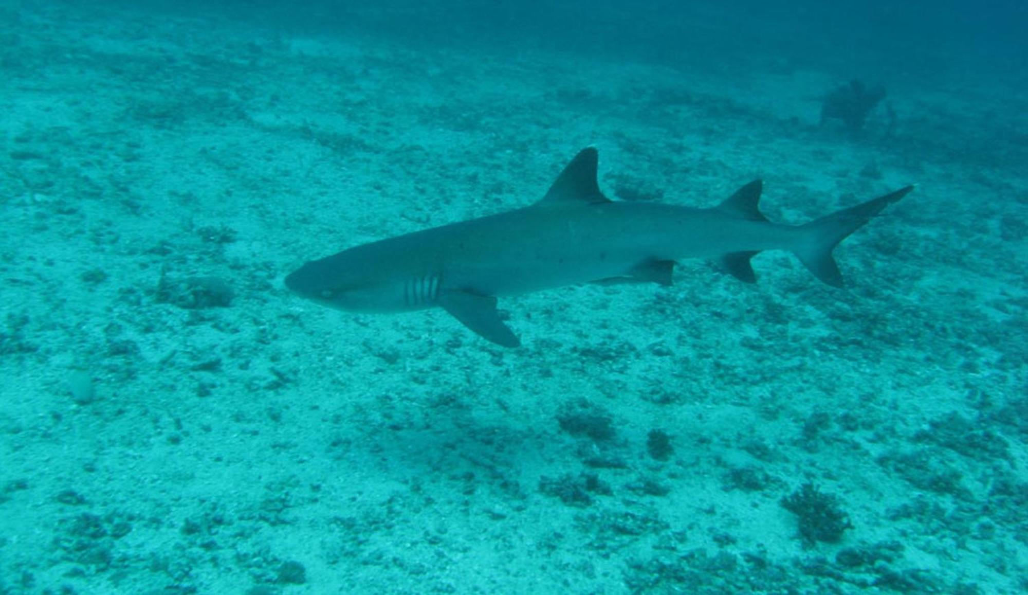 Gili Pirates Dive & Bnb Quần đảo Gili Ngoại thất bức ảnh
