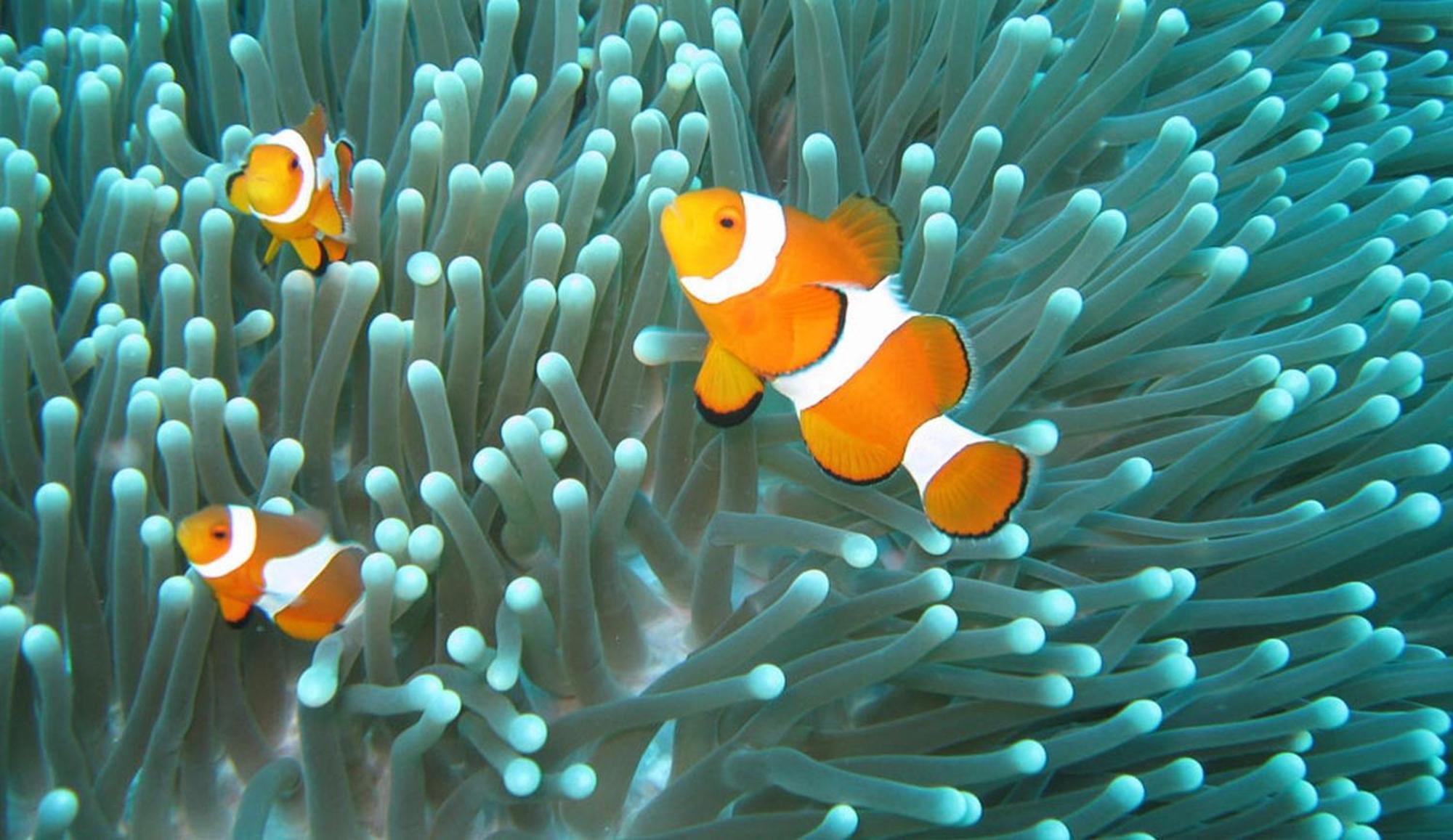 Gili Pirates Dive & Bnb Quần đảo Gili Ngoại thất bức ảnh